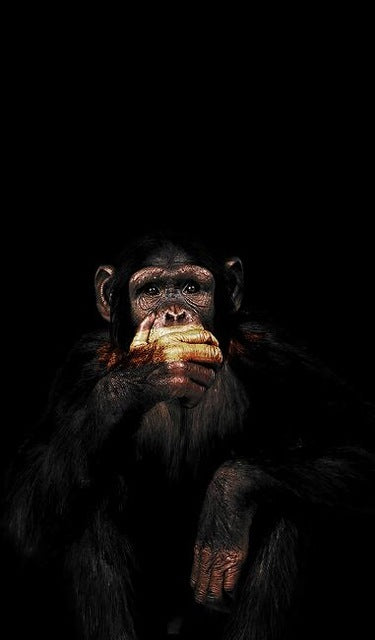 Abstract Monkey Canvas Wall Art – Modern Spray Painted Frameless Decorative Painting